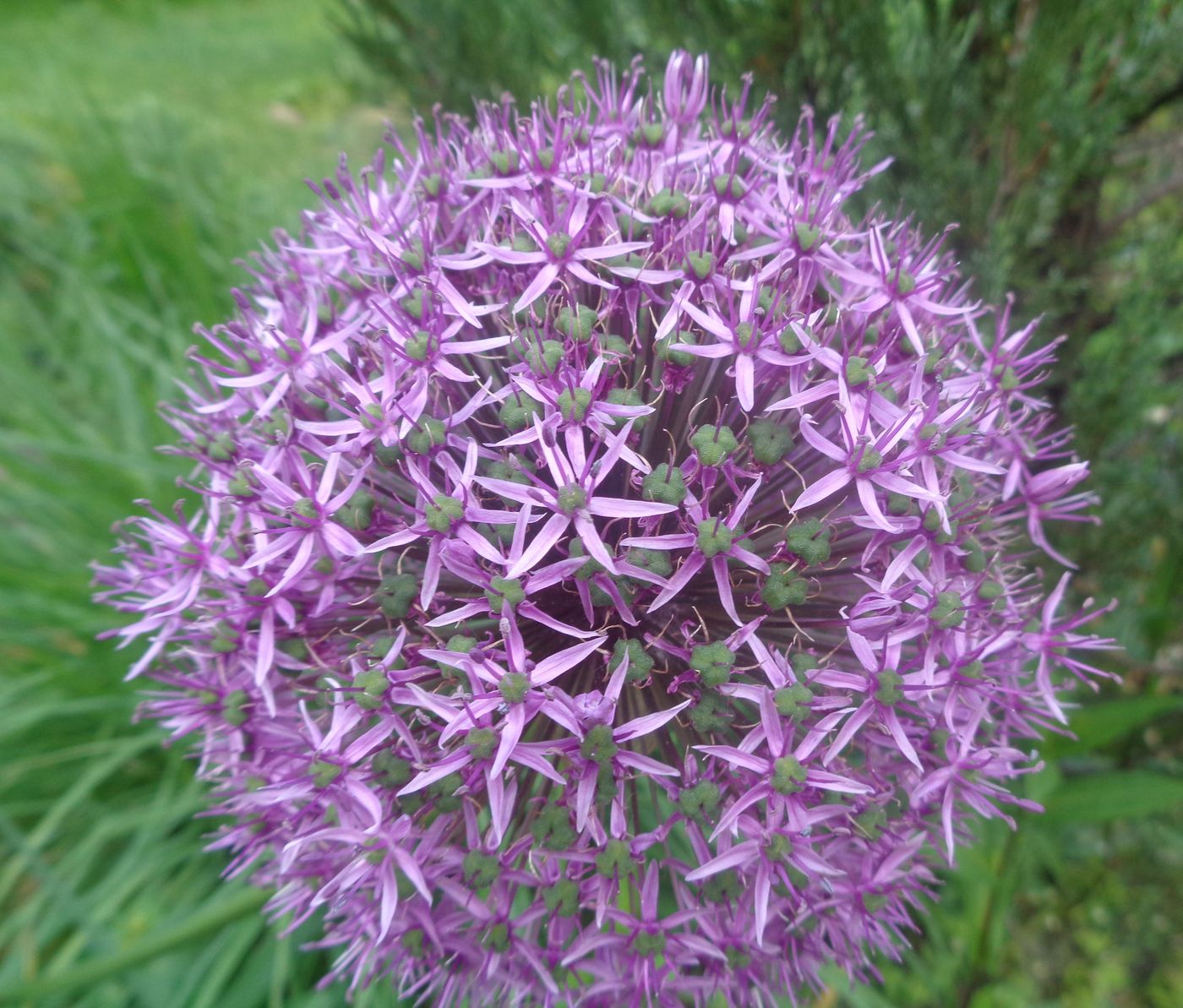 Image of genus Allium specimen.