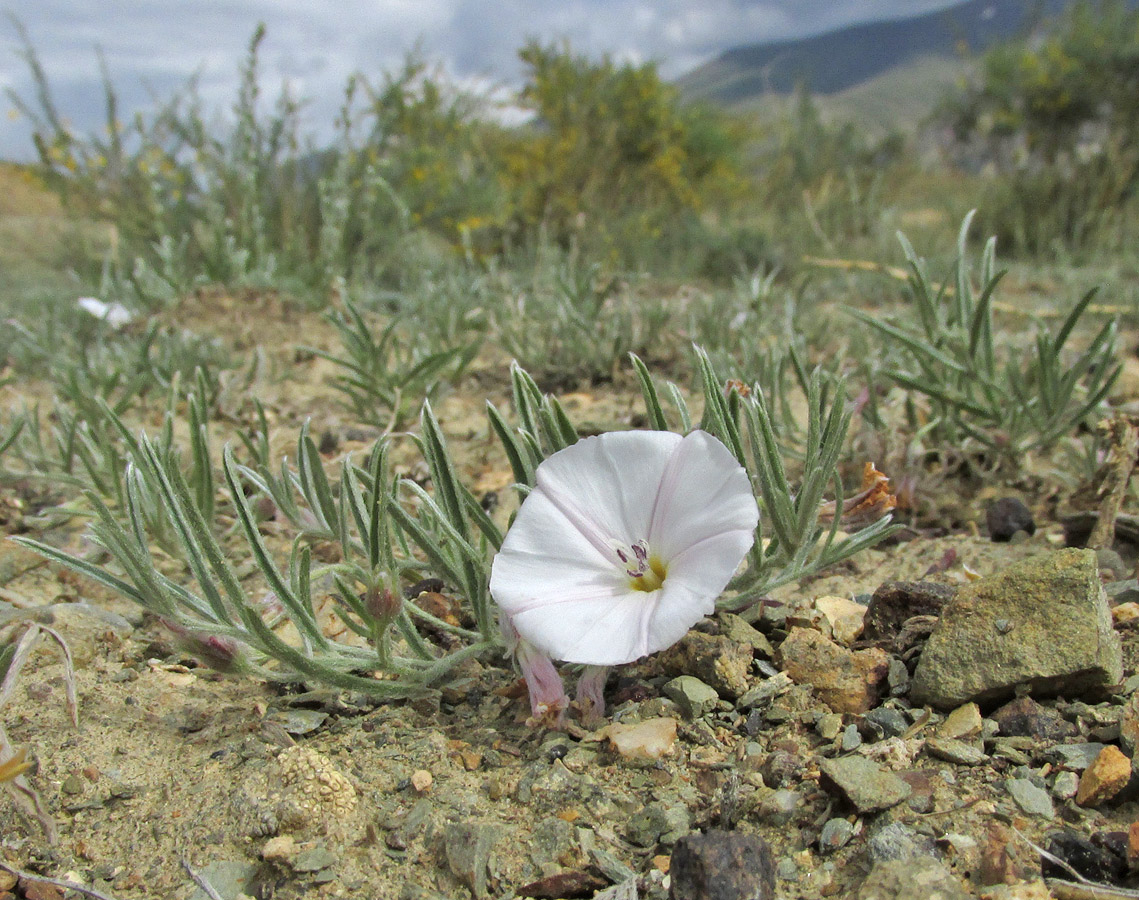 Изображение особи Convolvulus ammannii.