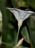 Convolvulus floridus