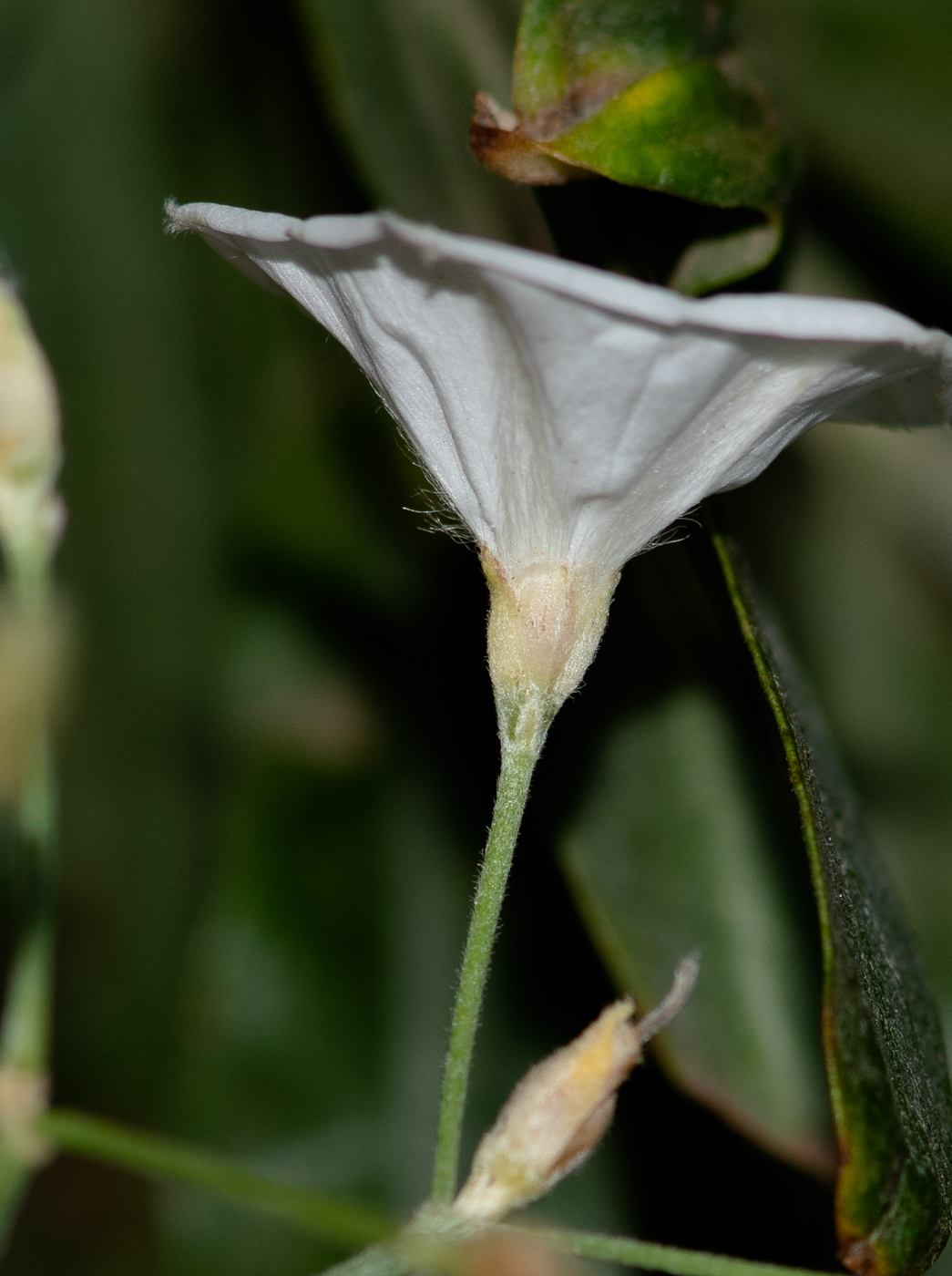 Изображение особи Convolvulus floridus.