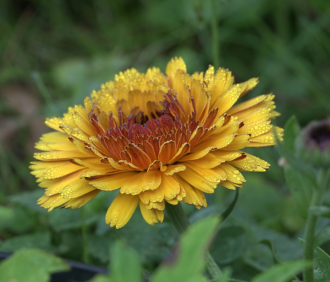 Image of Calendula officinalis specimen.