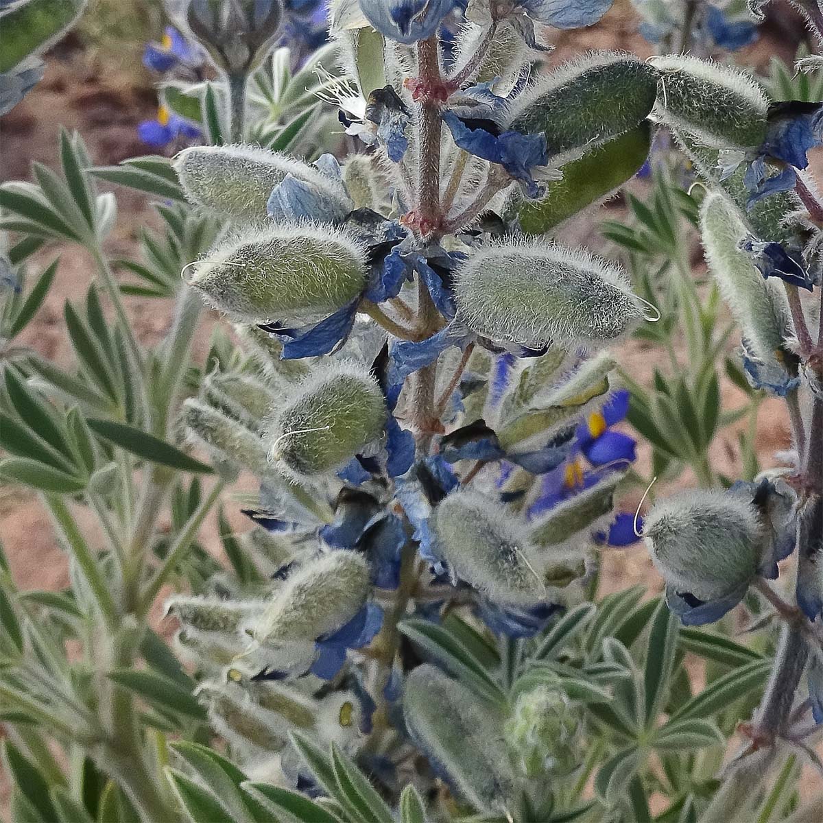 Изображение особи Lupinus oreophilus.