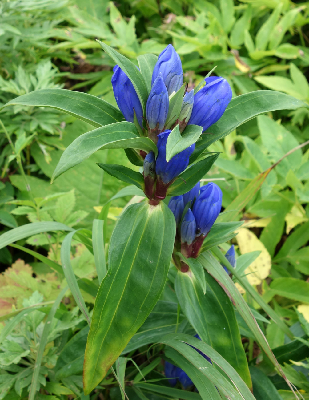 Изображение особи Gentiana axillariflora.