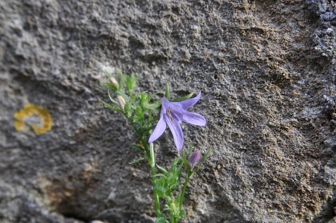 Image of genus Campanula specimen.