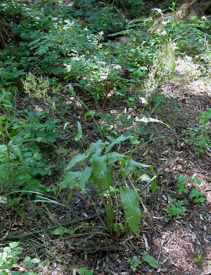 Изображение особи Rumex thyrsiflorus.