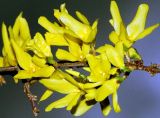 View full-size image Forsythia × intermedia