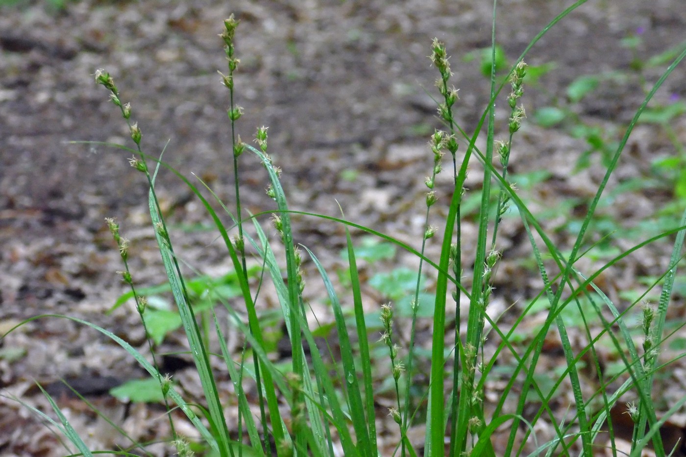 Image of Carex divulsa specimen.