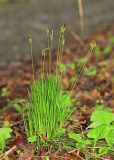 Carex pseudosabynensis. Плодоносящее растение. Приморский край, окр. г. Владивосток, на обочине дороги в широколиственном лесу. 19.05.2020.