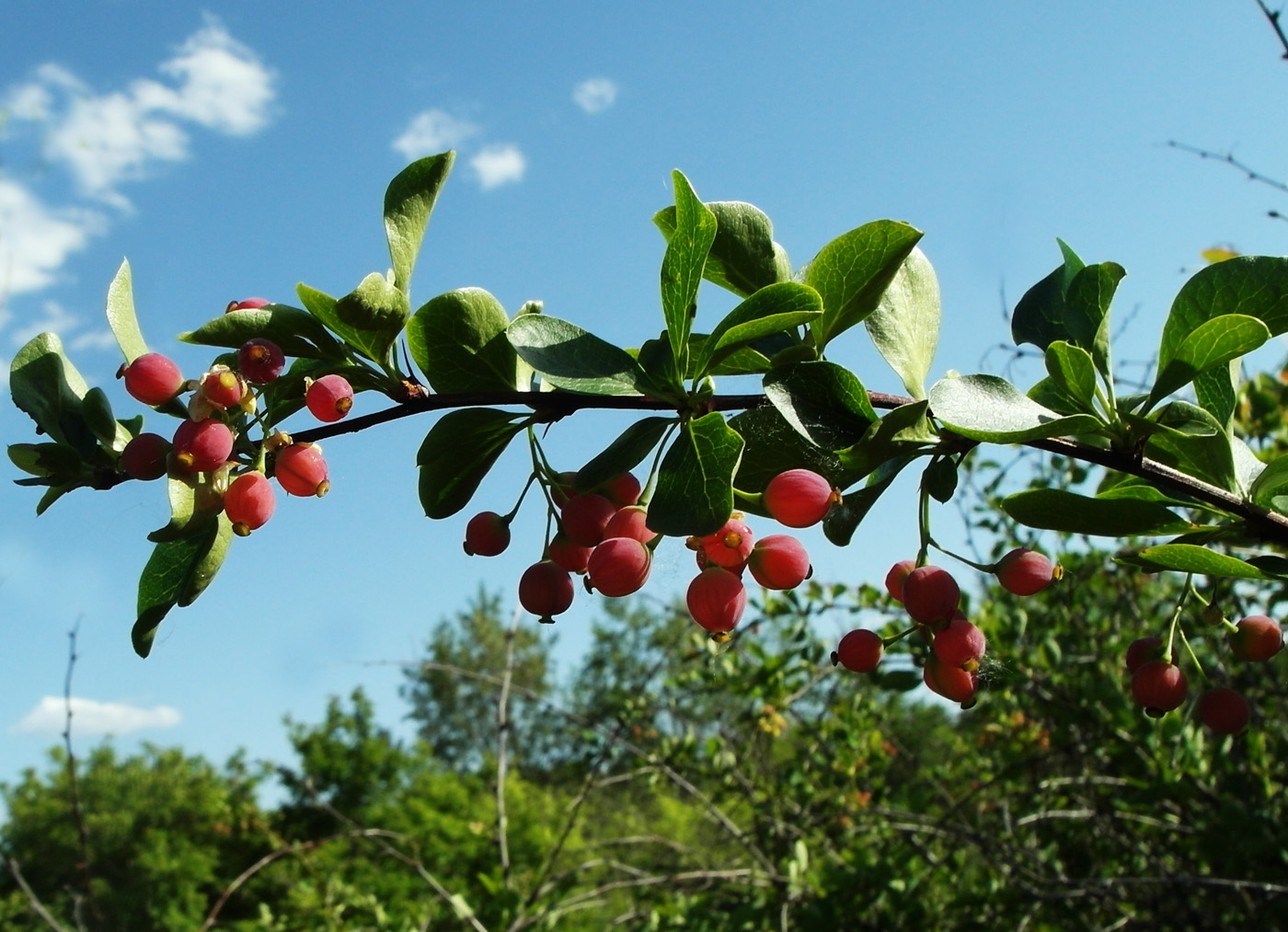 Изображение особи Berberis sphaerocarpa.