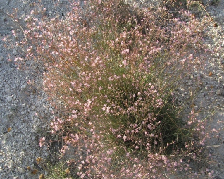 Image of Gypsophila rupestris specimen.