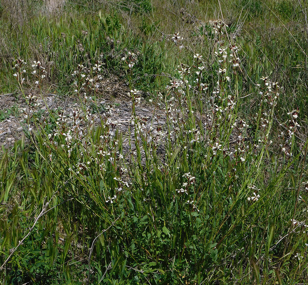 Изображение особи Eruca sativa.