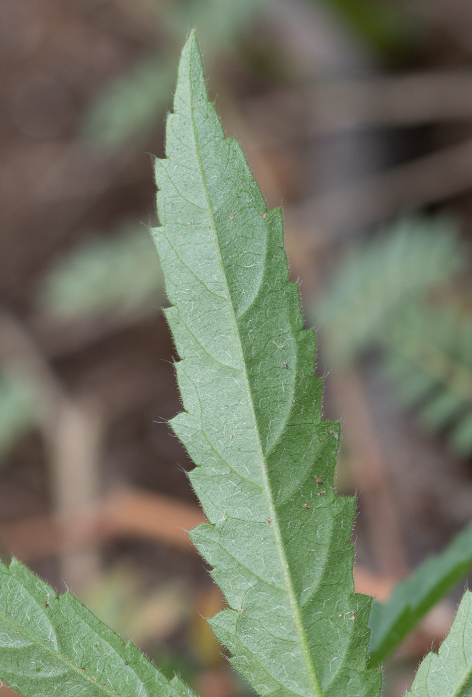 Image of Hibiscus fleckii specimen.