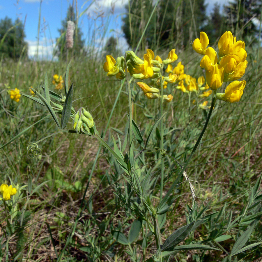 Image of Lathyrus pratensis specimen.