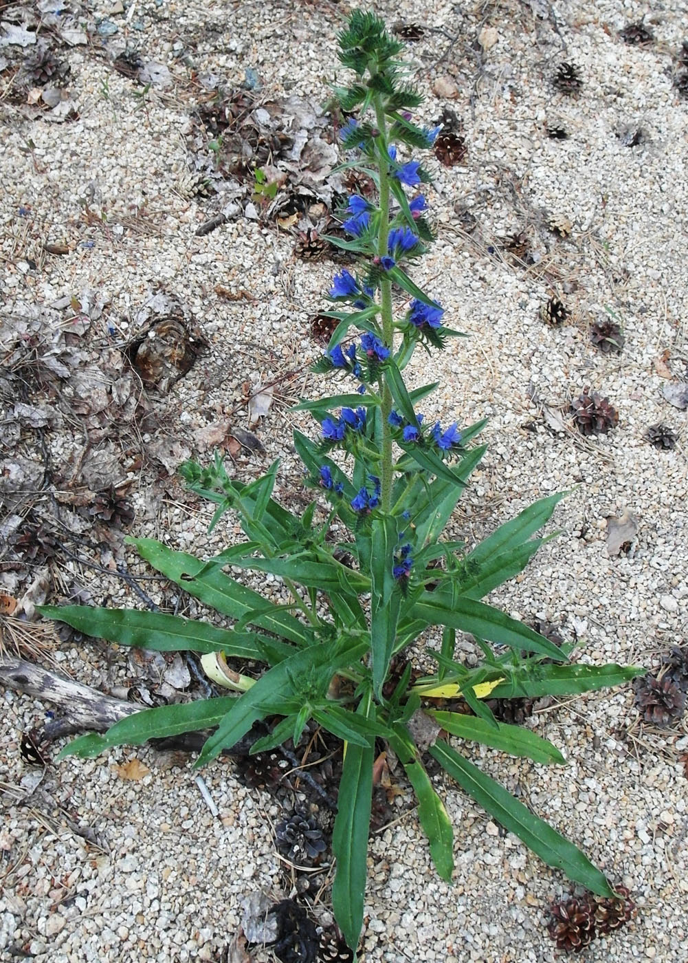 Изображение особи Echium vulgare.