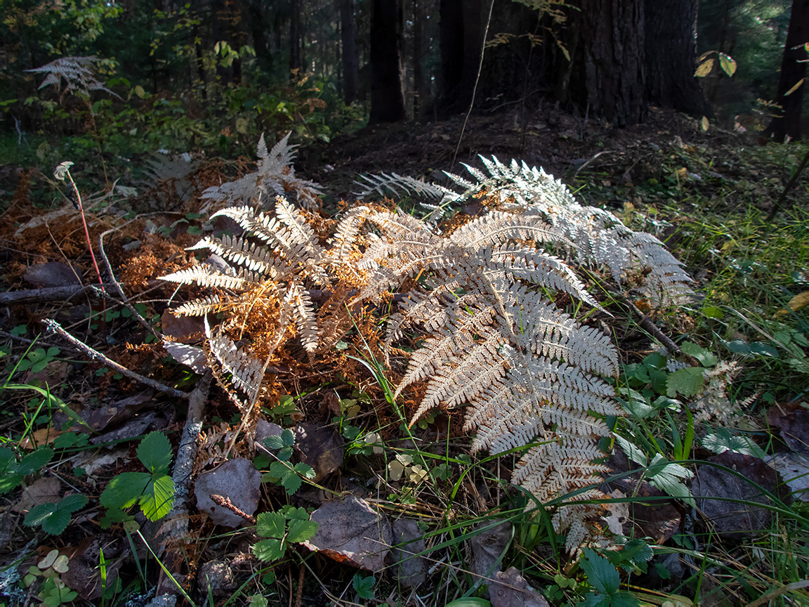 Изображение особи Athyrium filix-femina.