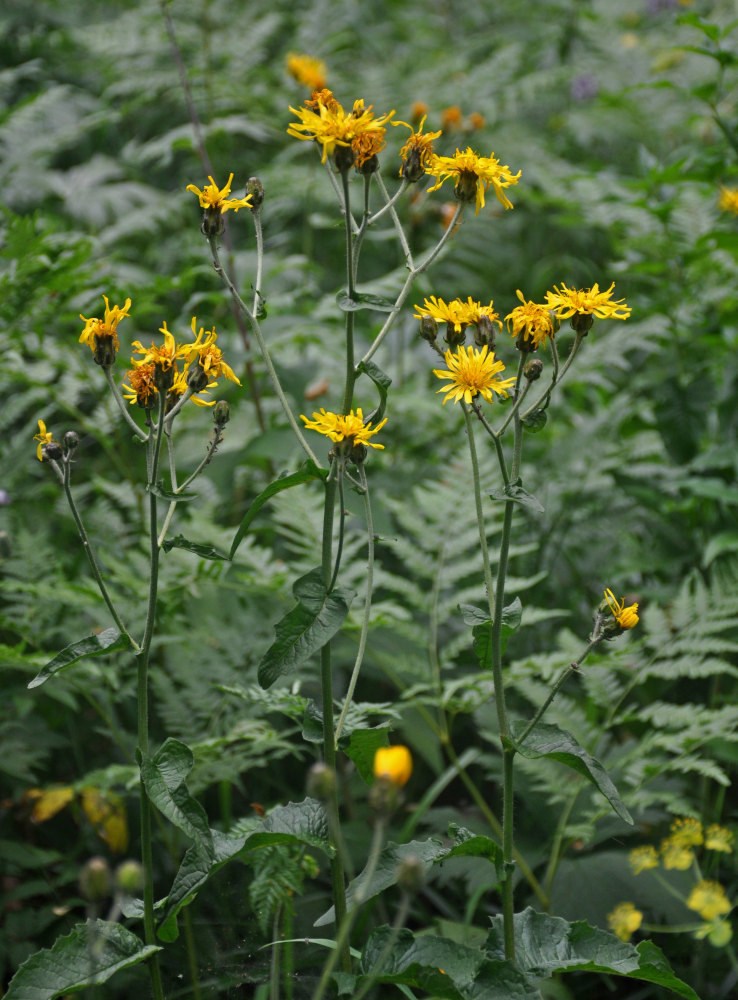 Image of Crepis sibirica specimen.