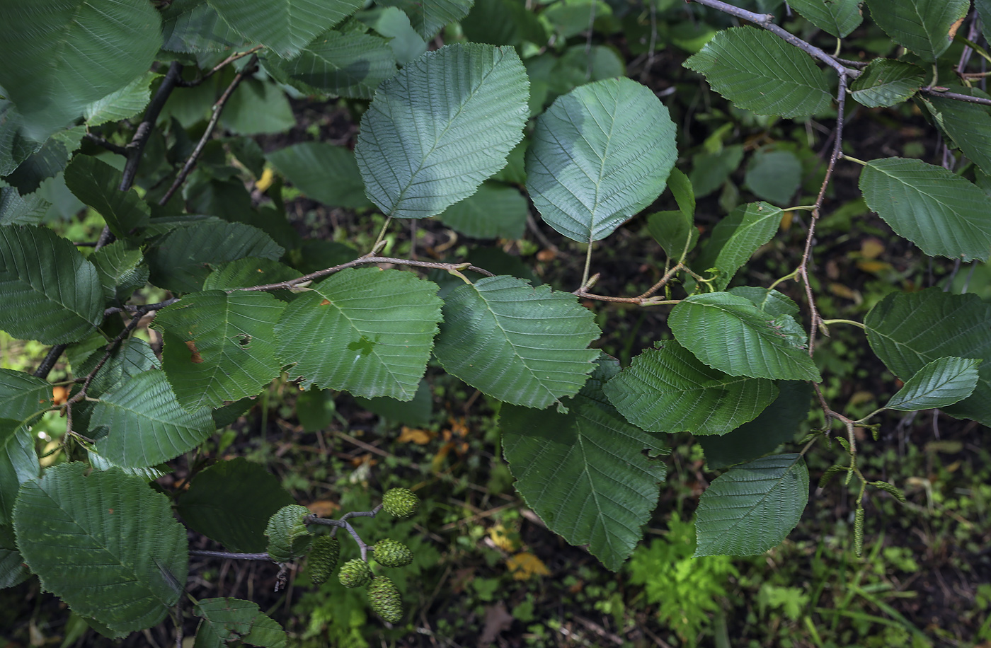 Изображение особи род Alnus.