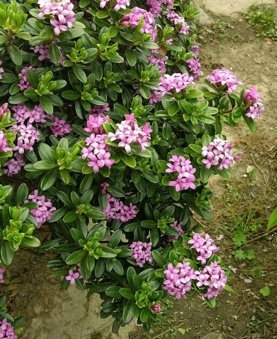 Изображение особи Daphne circassica.