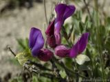 Astragalus variety albidus