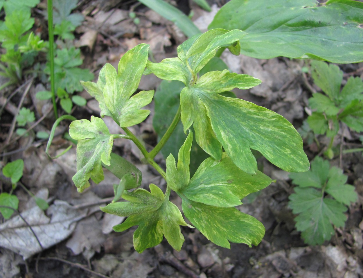 Image of Corydalis marschalliana specimen.