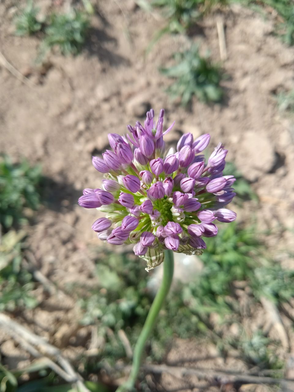 Изображение особи Allium suworowii.