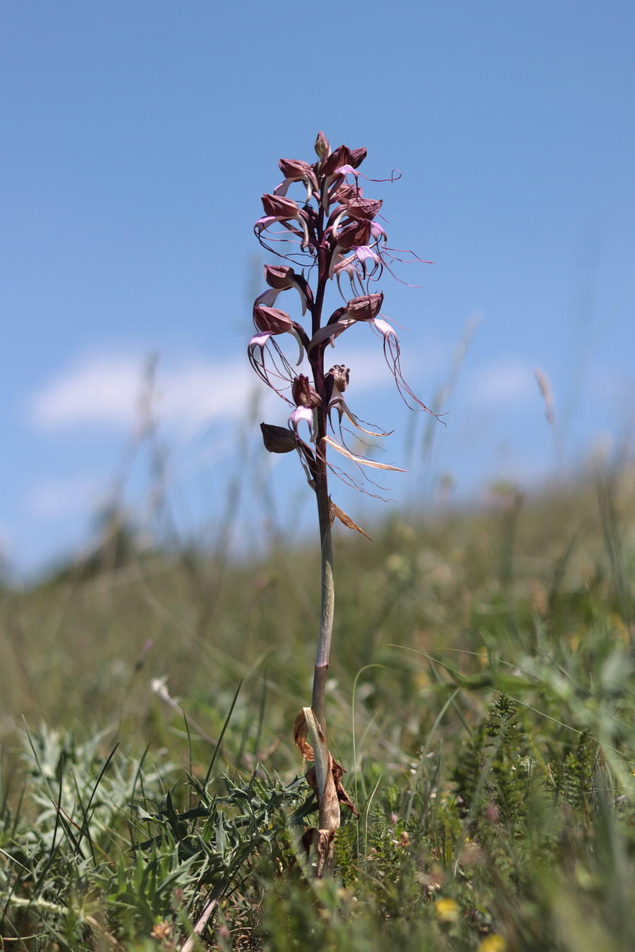 Изображение особи Himantoglossum comperianum.