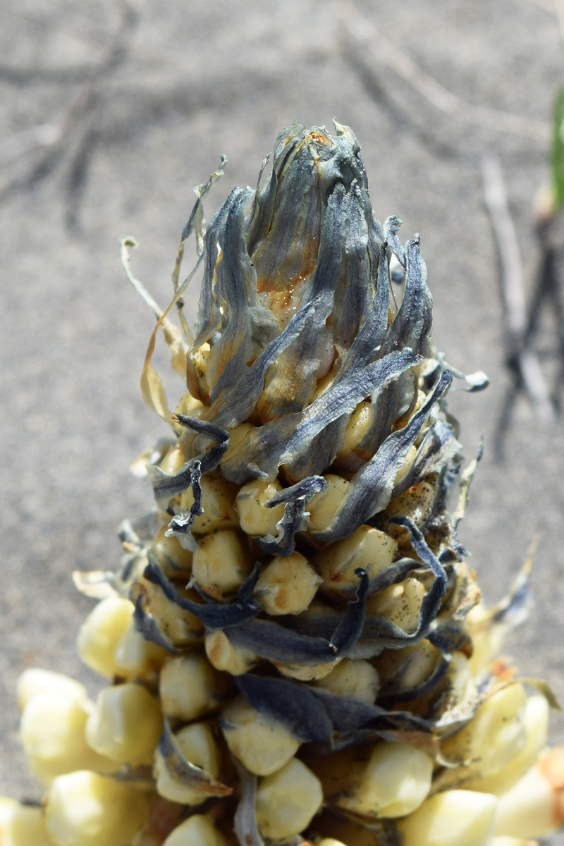 Image of genus Cistanche specimen.