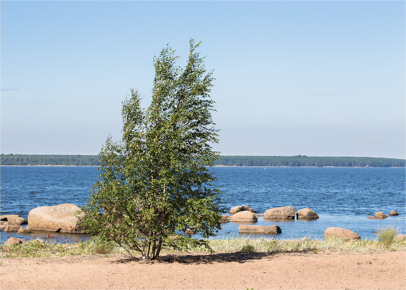 Изображение особи Betula pendula.