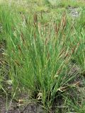 genus Carex. Цветущее растение. Хабаровский край, р-н им. Лазо, дер. Соколовка, дол. р. Кия, местами заболоченный луг. 25.05.2014.