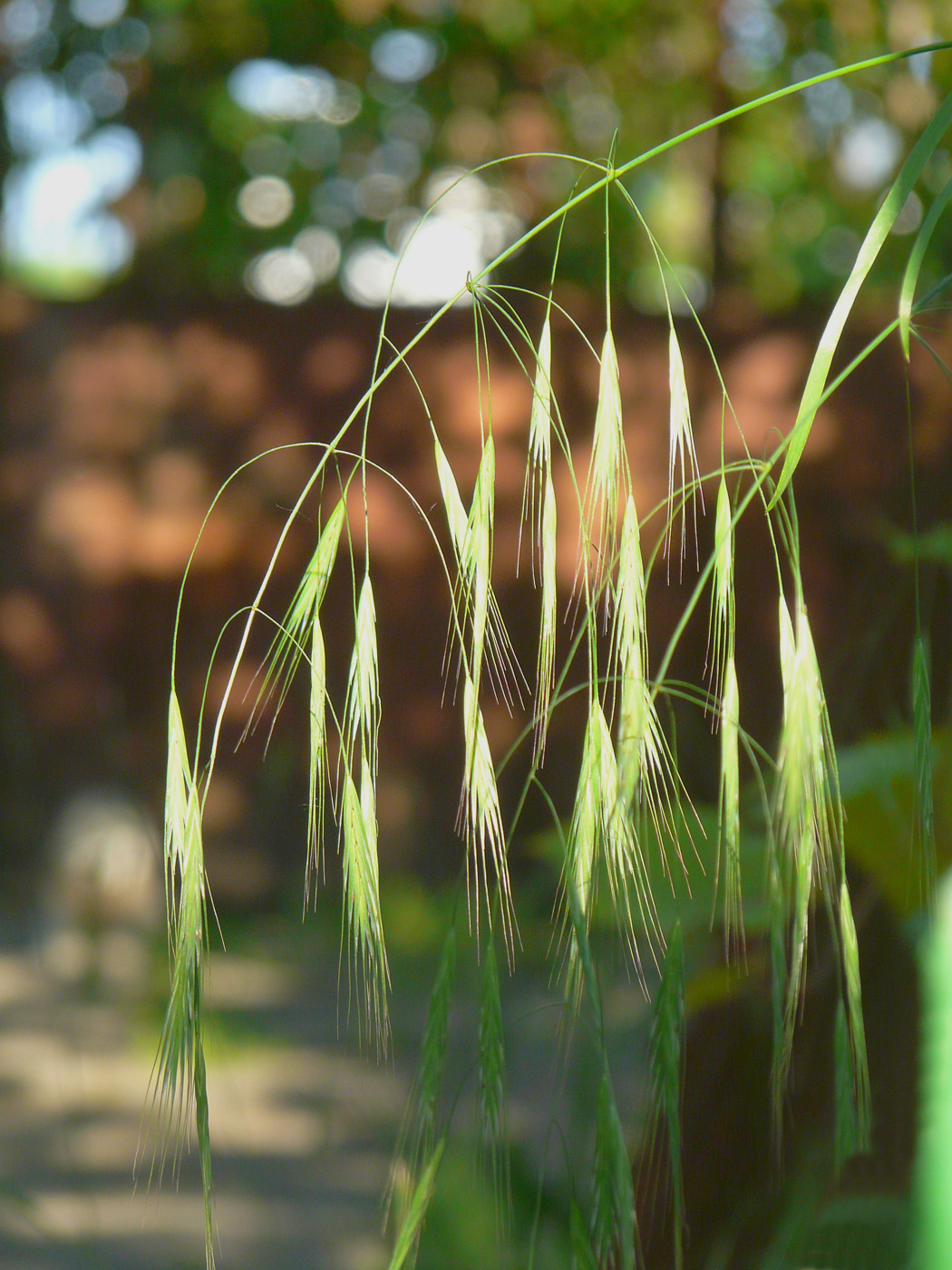 Image of Anisantha sterilis specimen.