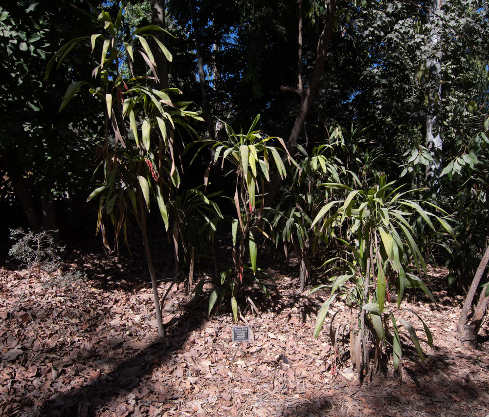 Image of Cordyline petiolaris specimen.