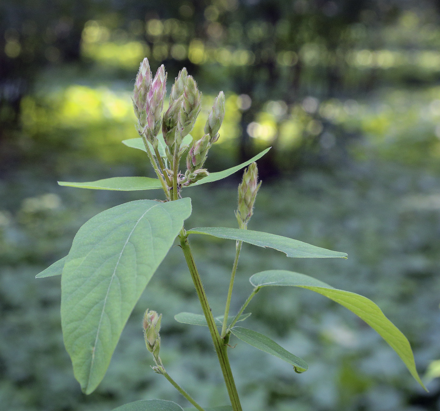 Изображение особи Desmodium canadense.