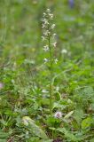 Platanthera chlorantha. Цветущее растение. Республика Северная Осетия-Алания, Ирафский р-н, Большой Кавказ, левый склон долины р. Караугомдон, ≈ 1760 м н.у.м., сосново-берёзовый лес. 08.07.2021.