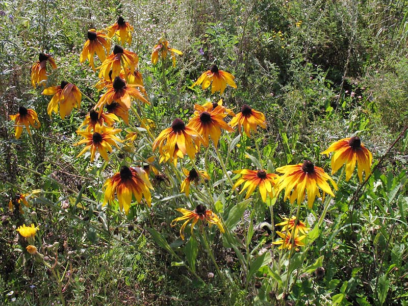 Изображение особи Rudbeckia hirta.