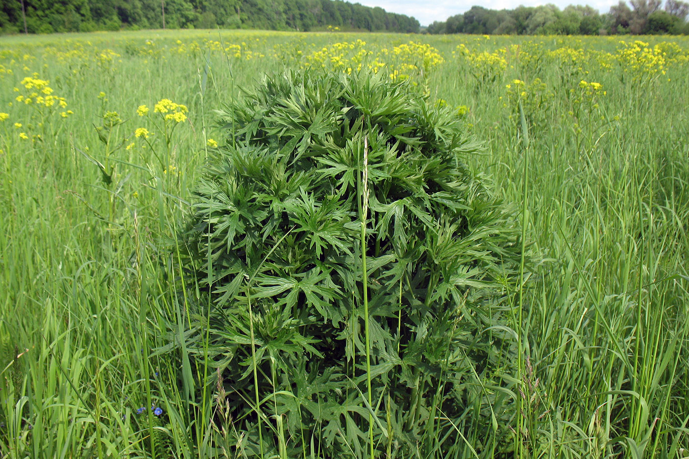 Image of Delphinium cuneatum specimen.