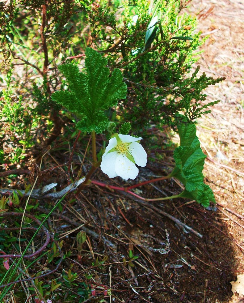 Изображение особи Rubus chamaemorus.