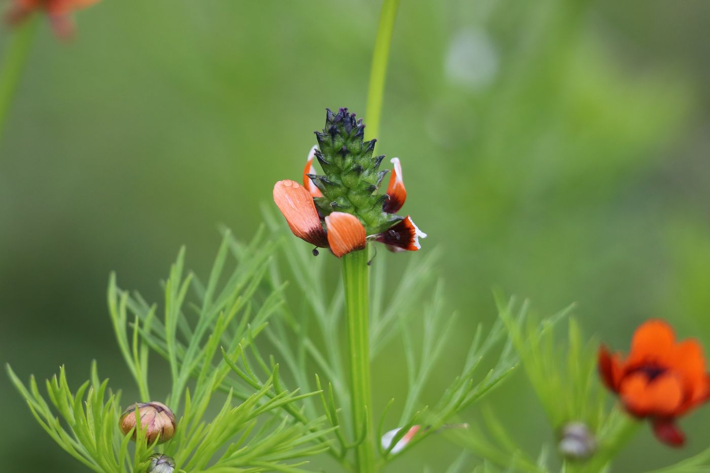 Изображение особи Adonis parviflora.