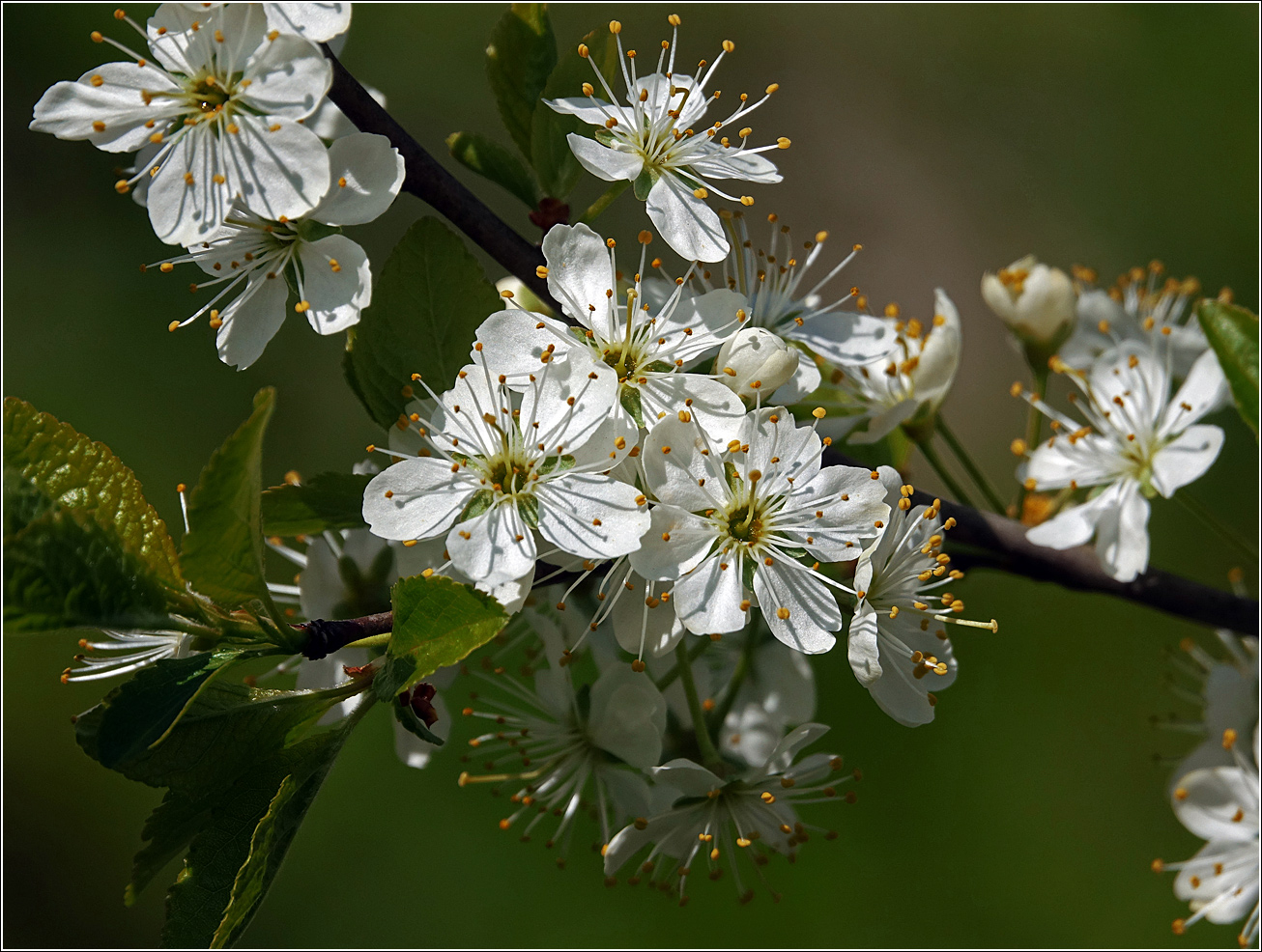 Изображение особи Prunus spinosa.