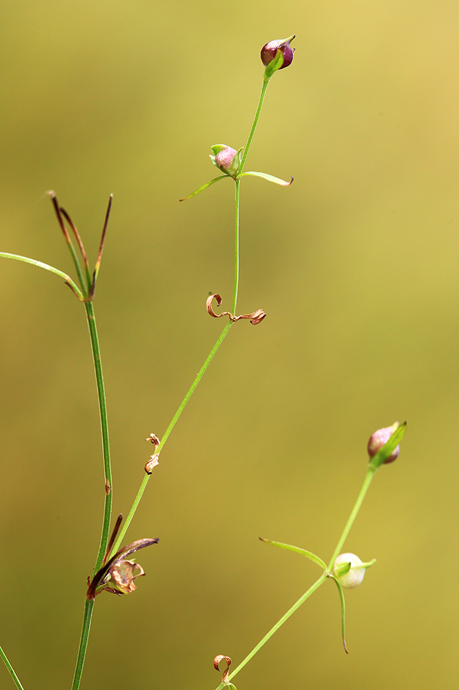 Image of Stellaria filicaulis specimen.