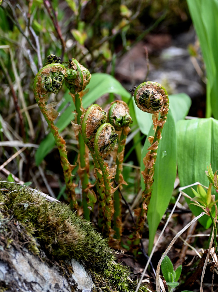 Изображение особи Dryopteris expansa.