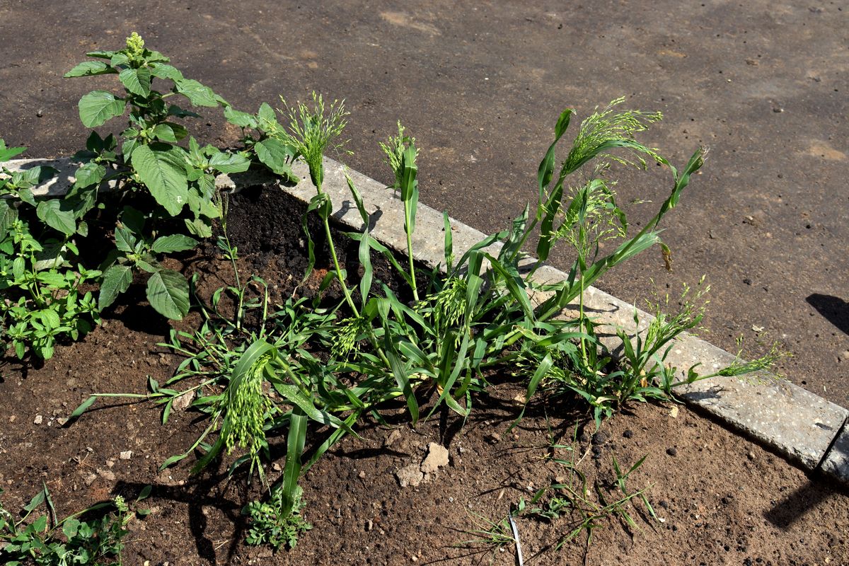 Image of Panicum miliaceum specimen.