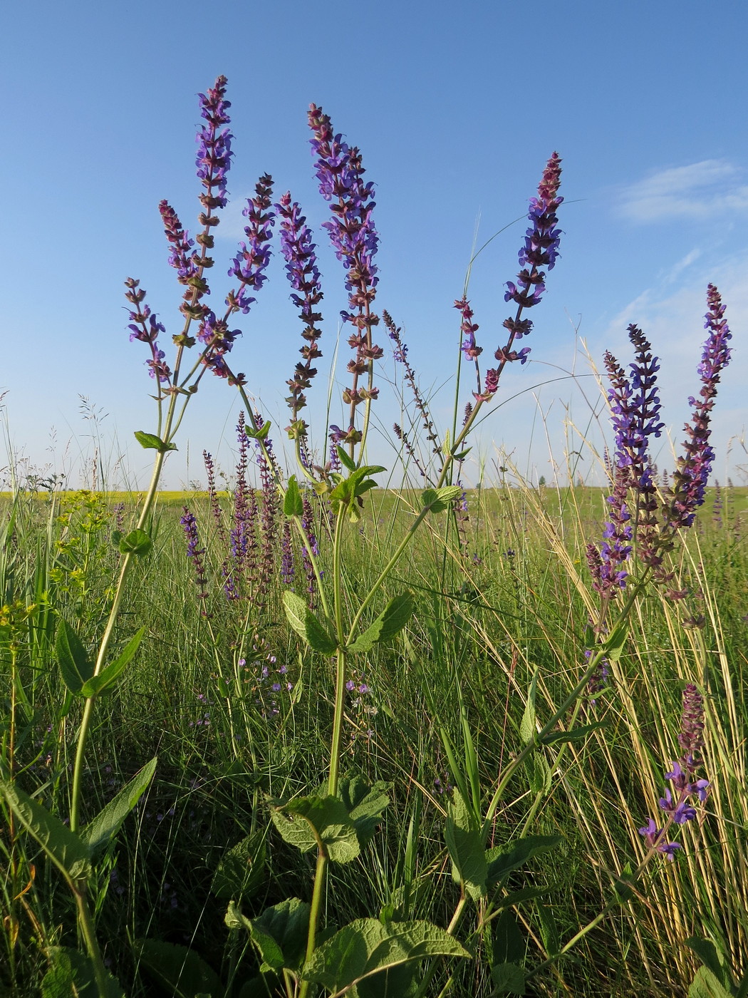 Image of Salvia tesquicola specimen.