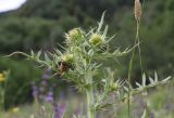 род Cirsium. Верхушка растения с развивающимися соцветиями и с останками какой-то кобылки. Республика Ингушетия, Джейрахский р-н, ур. Нижний Кяхк, луг. 22 июня 2022 г.