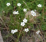 Minuartia verna