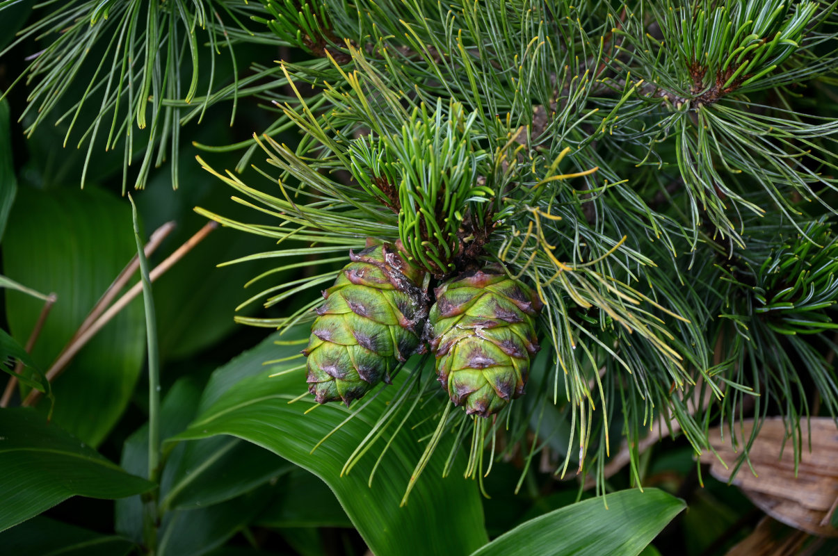 Image of Pinus pumila specimen.