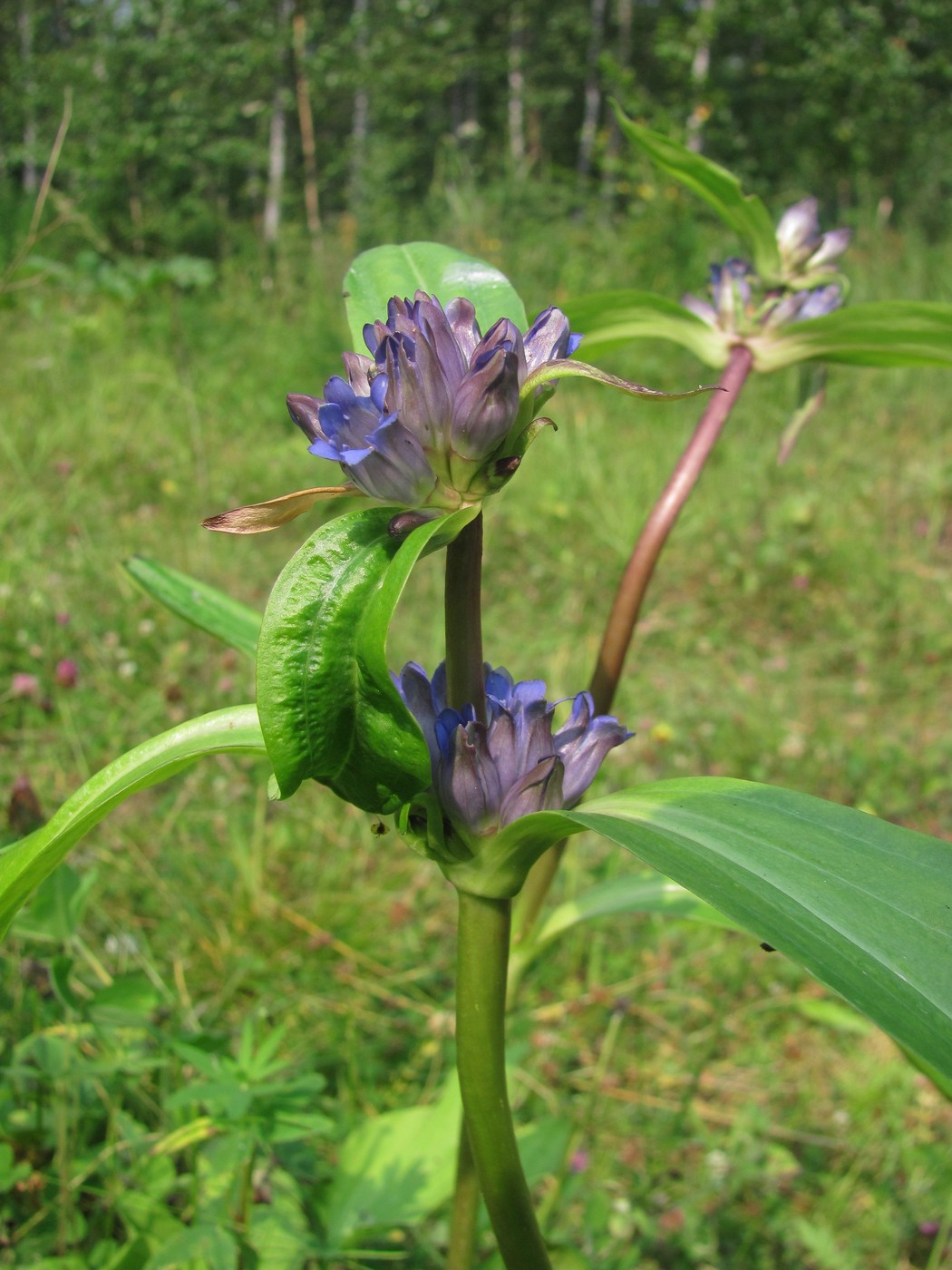 Image of Gentiana macrophylla specimen.