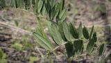 Vicia sepium