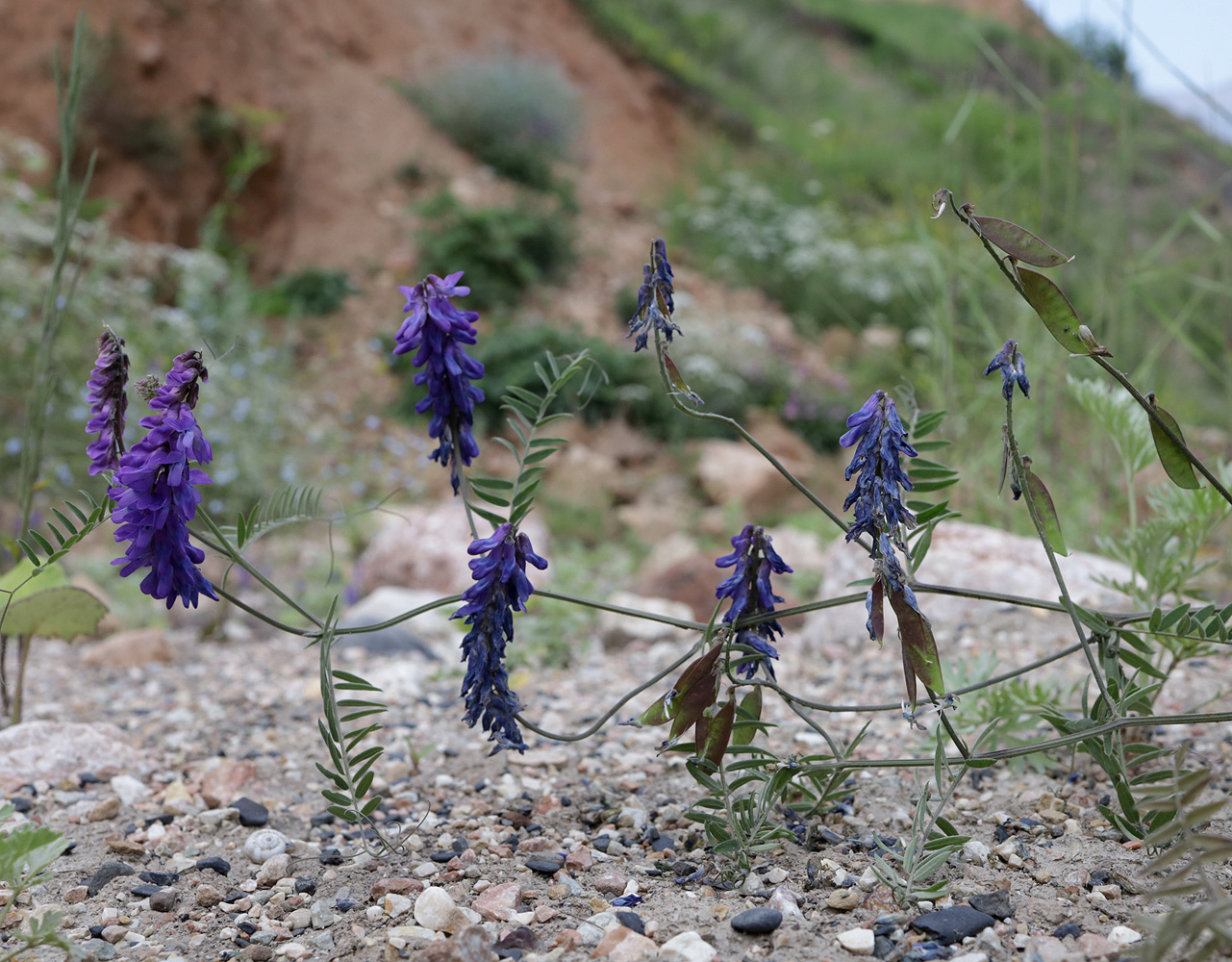 Image of Vicia grossheimii specimen.