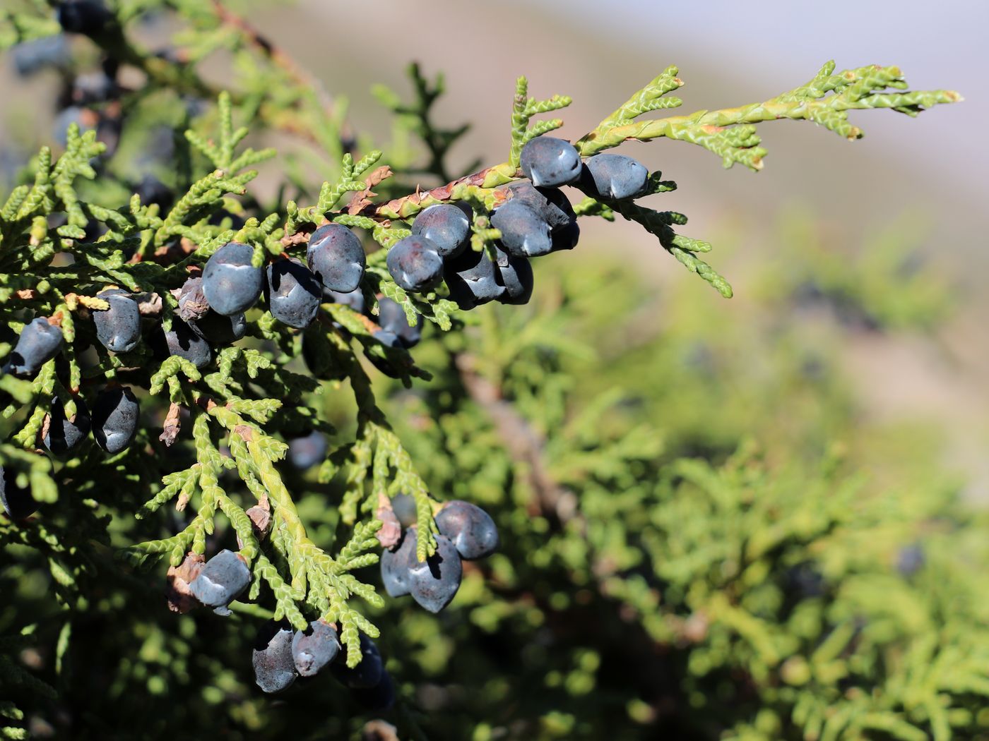 Image of Juniperus turkestanica specimen.