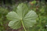 Смотреть изображение Astrantia pontica